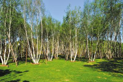 新修道路，種植叢生白樺樹是否需要換土