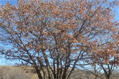 河北叢生白樺樹價(jià)格高苗農(nóng)種植熱情也高