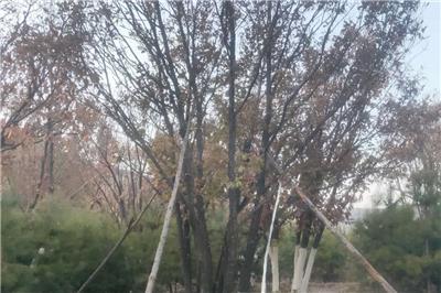 在疫情隔離期間線上分析叢生蒙古櫟栽培