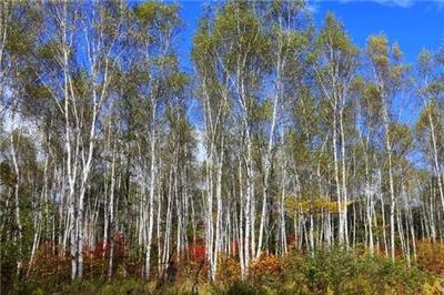 霧霾整治綠化先行 叢生白樺樹行業(yè)將受益！