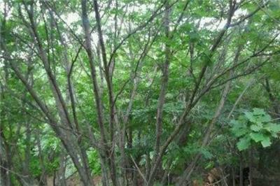 基地種植叢生蒙古櫟，資源如何循環利用