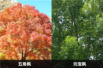 五角楓和元寶楓的區別有幾點？應該怎么分別？