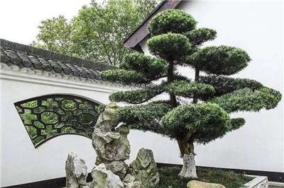 園林景觀：苗木的價格直接由苗木觀賞性、造型決定
