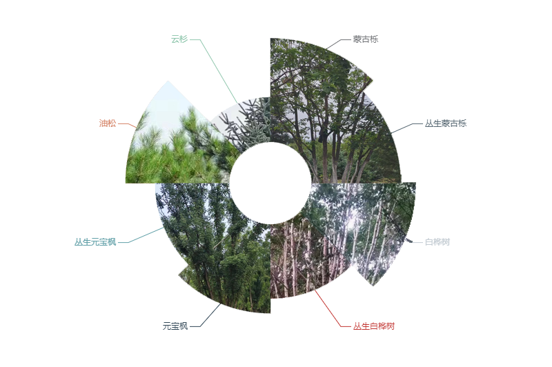 蒙古櫟、白樺、元寶楓、油松、云杉